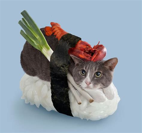 sushi cat 3